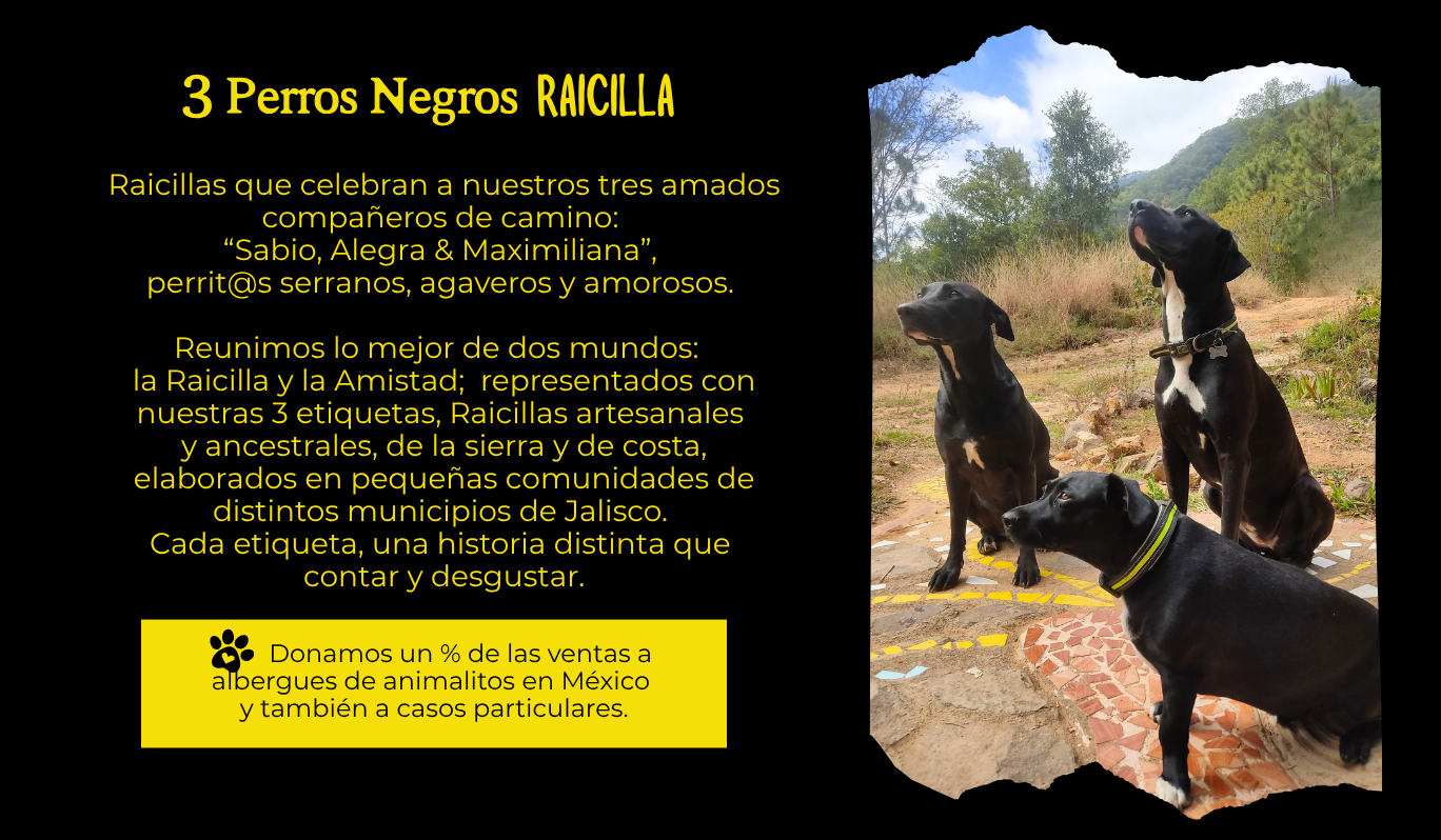 Sabio, Alegra y Maximiliana, los tres perros negros que inspiran la marca de raicilla artesanal